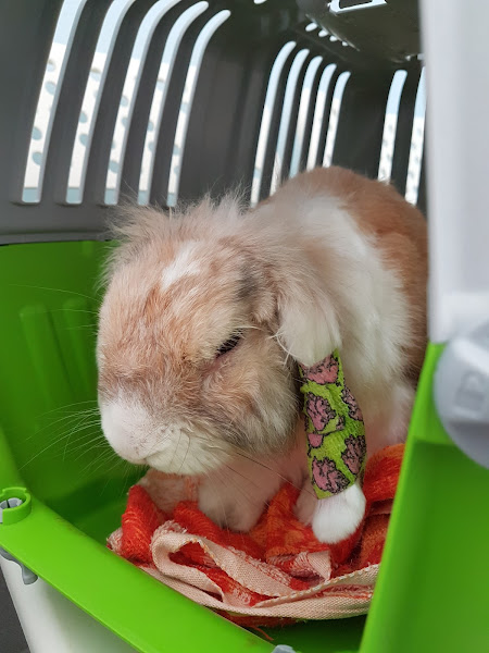 Vet care at Monster Pet Vet