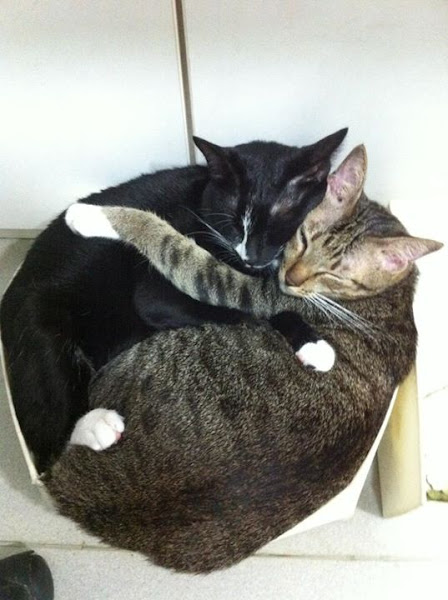 Happy patient at Monster Pet Vet